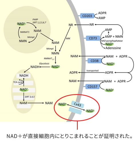 NAD＋が直接細胞内にとりこまれることが証明された。